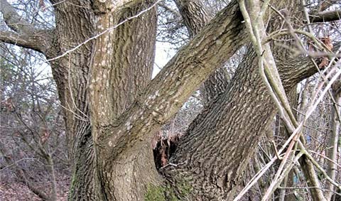 Update: Proposed Destruction of Ancient Coppice Bank and Potential Veteran Oak Tree